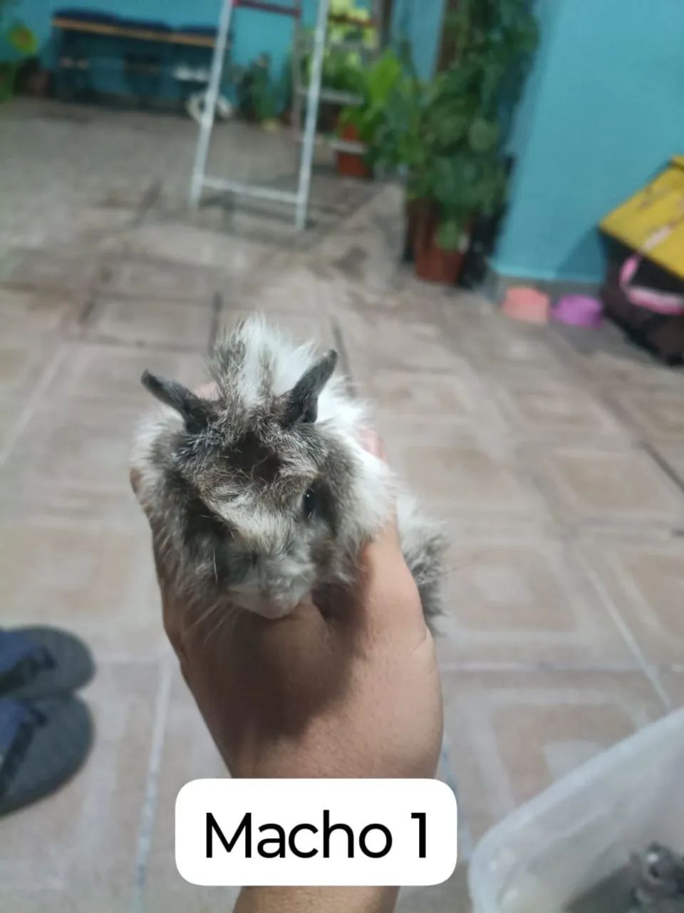 Porquinhos da índia peludos  - Foto 3