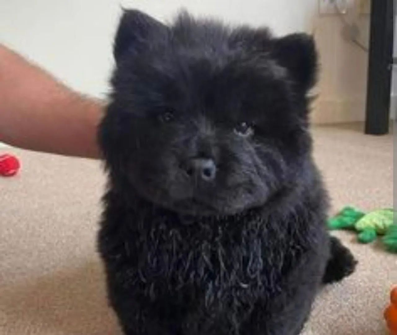 FILHOTES DE CHOW CHOW  - Foto 3