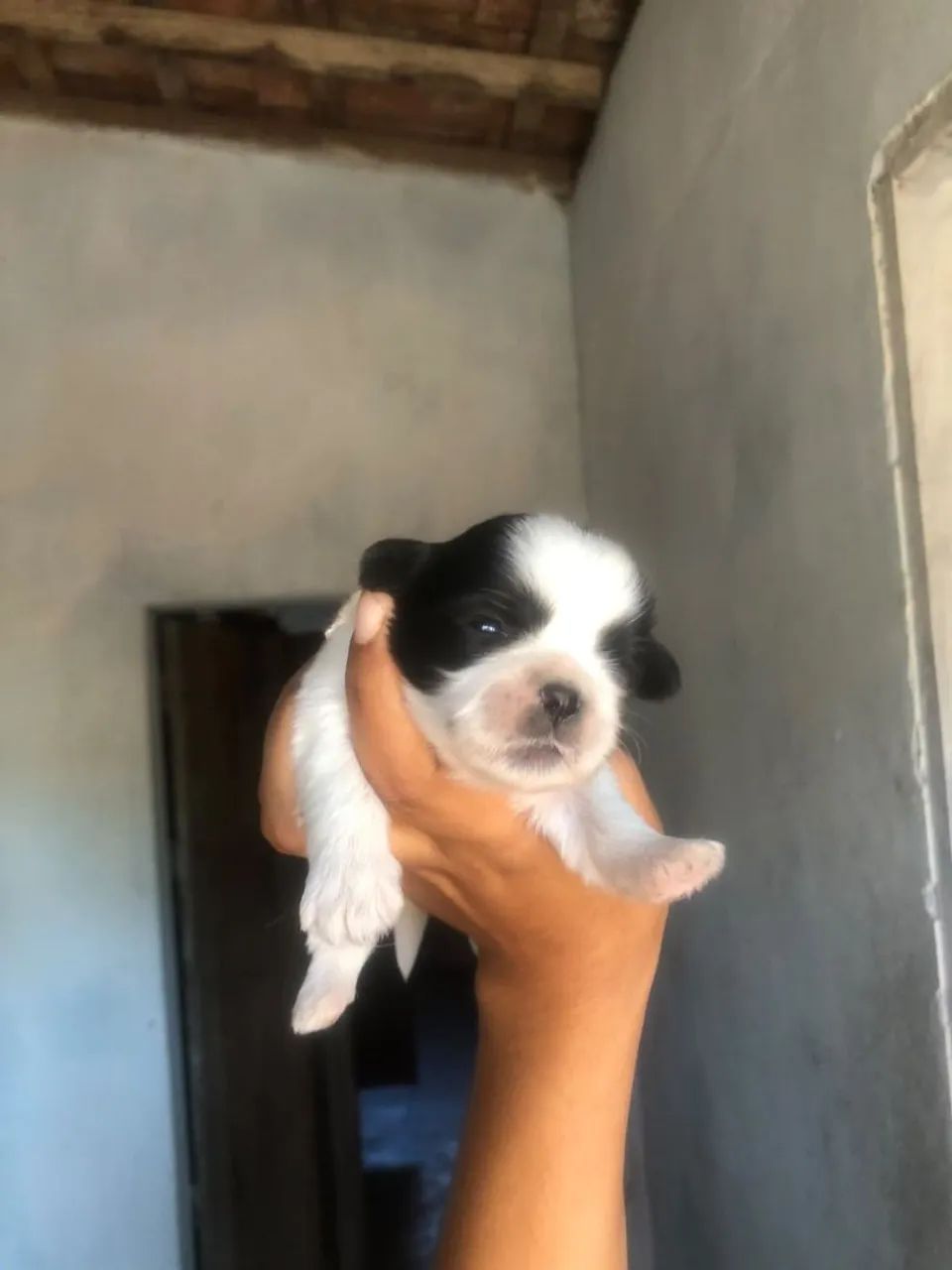 shihtzu  - Foto 3