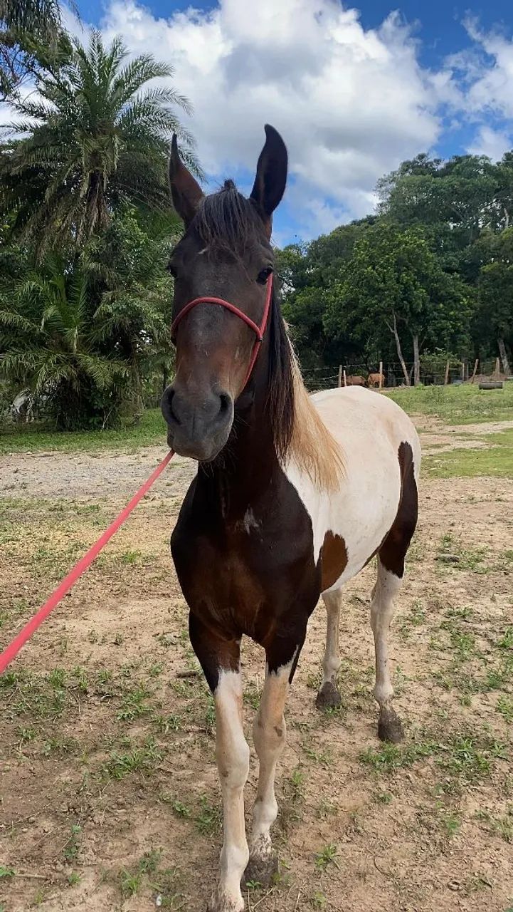 Cavalo Garanhão Campolina - Foto 4
