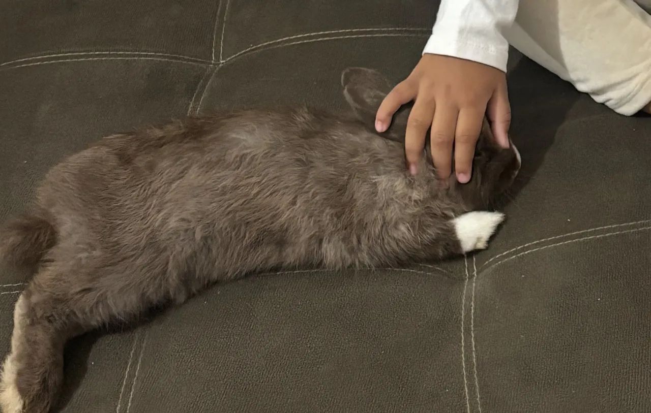 Coelho Netherland Dwarf