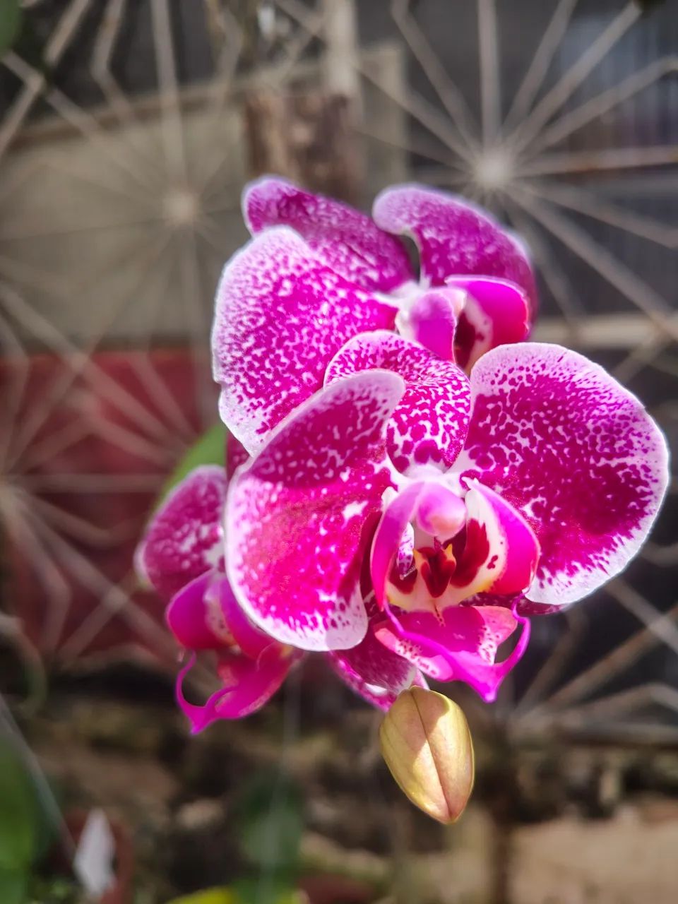 Lindas Orquídeas Cattleyas, Phal e outras - Foto 4