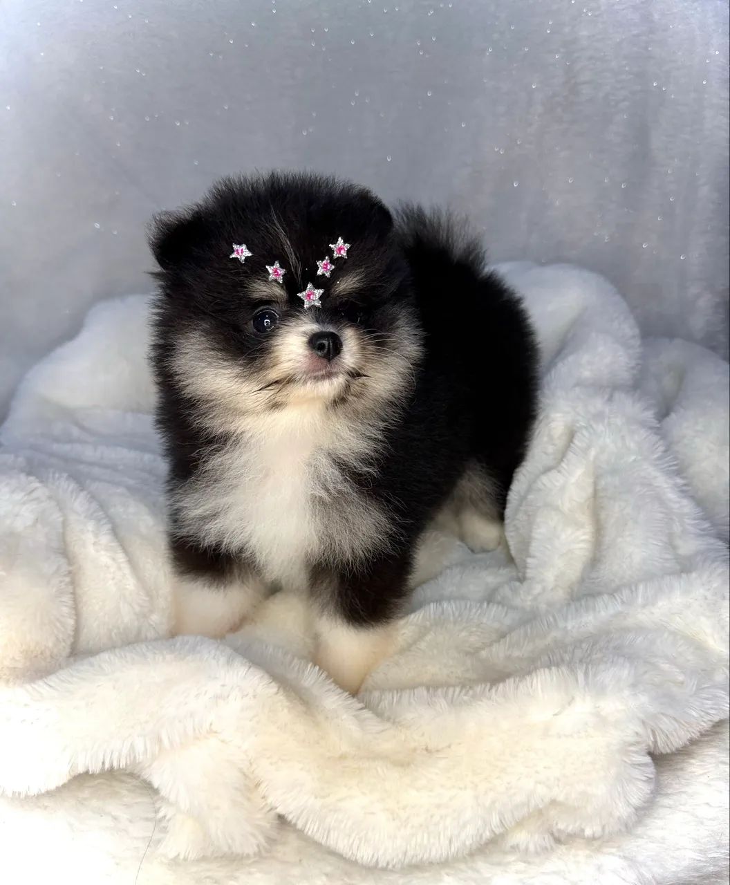 Spitz Alemão (Lulu da Pomerânia)  - Foto 3