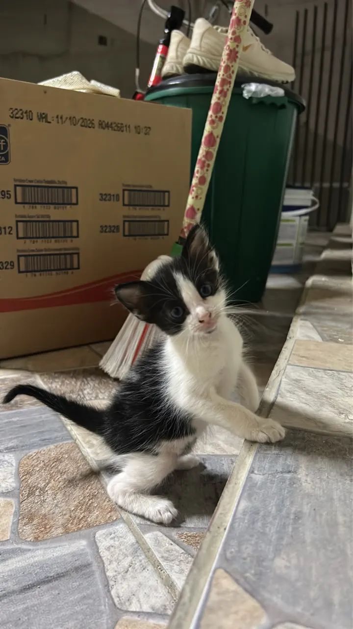 Gatinhas para adoção