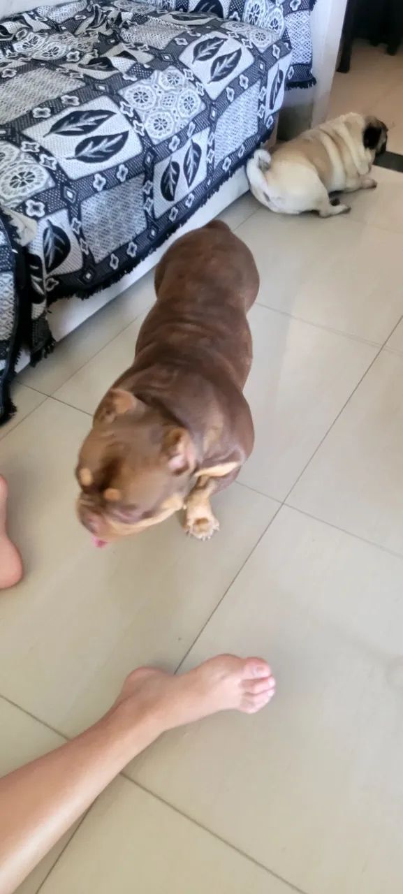Cachorro  - Foto 2