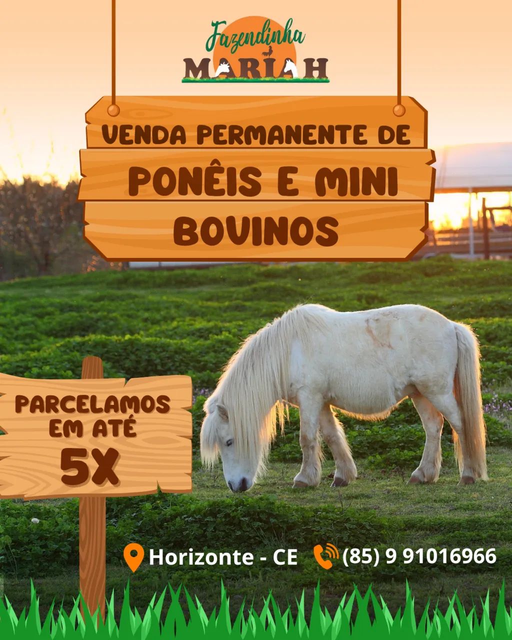 PÔNEI À VENDA - Foto 2