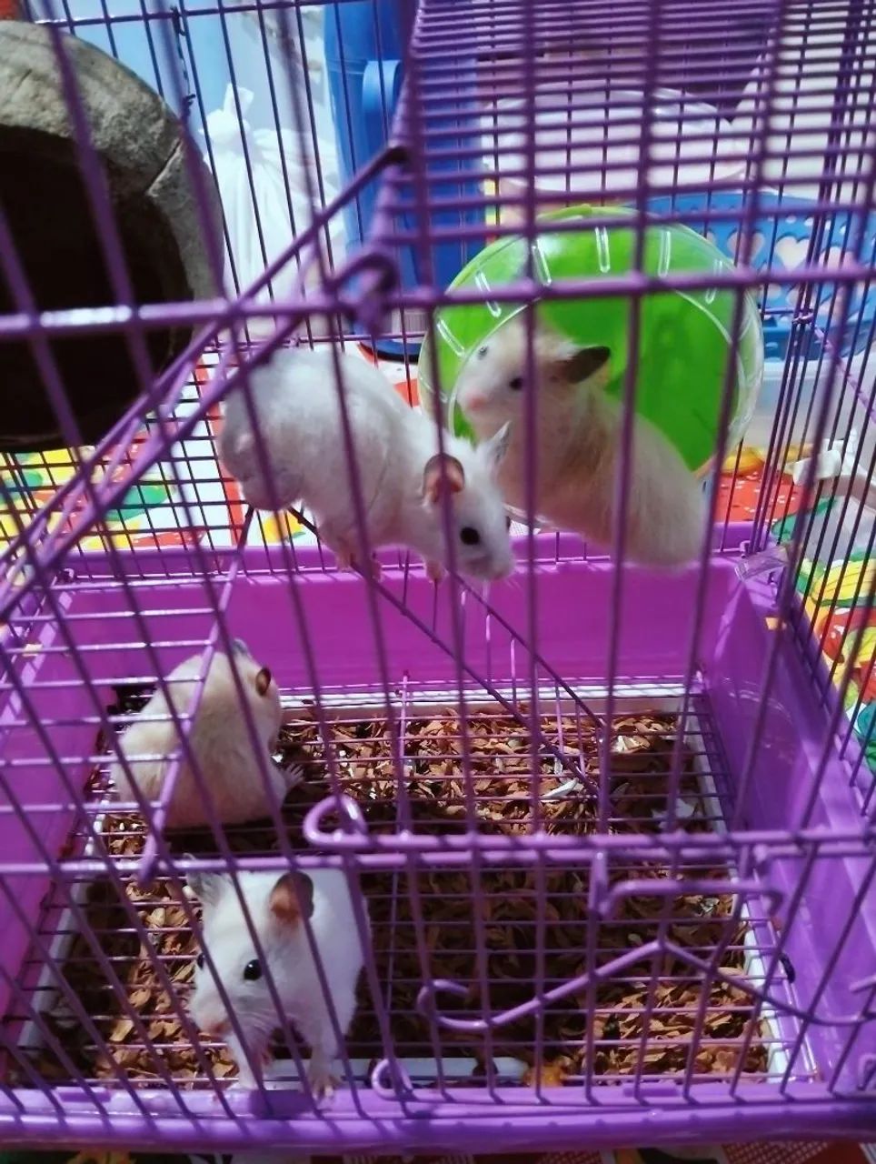 Hamster