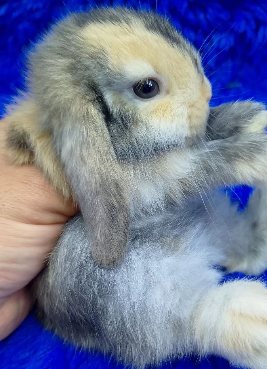 Mini coelho lop Uruguai alerquin  - Foto 2