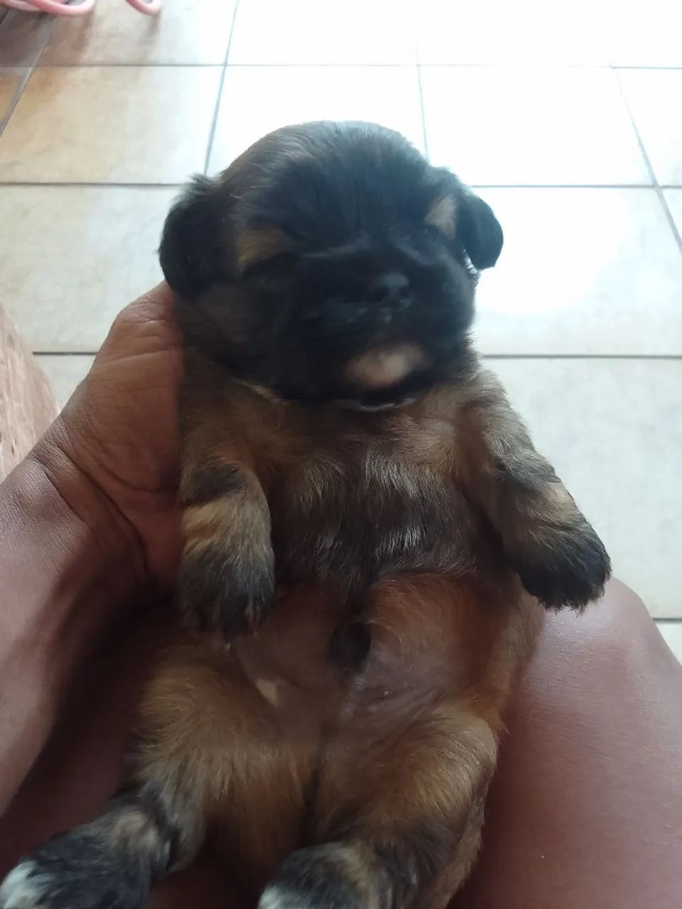 Vendo um filhote macho shituzo puro 