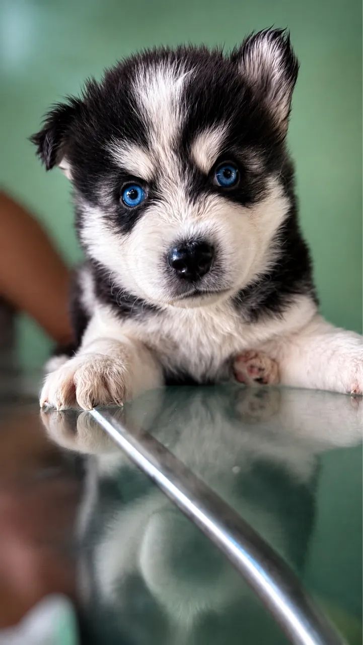 Husky siberiano  - Foto 3