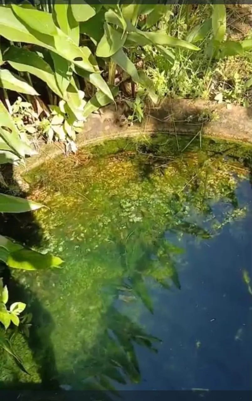 Sítio com 9 hectares de terra 90.000 m. Quadrado. Com água dentro 