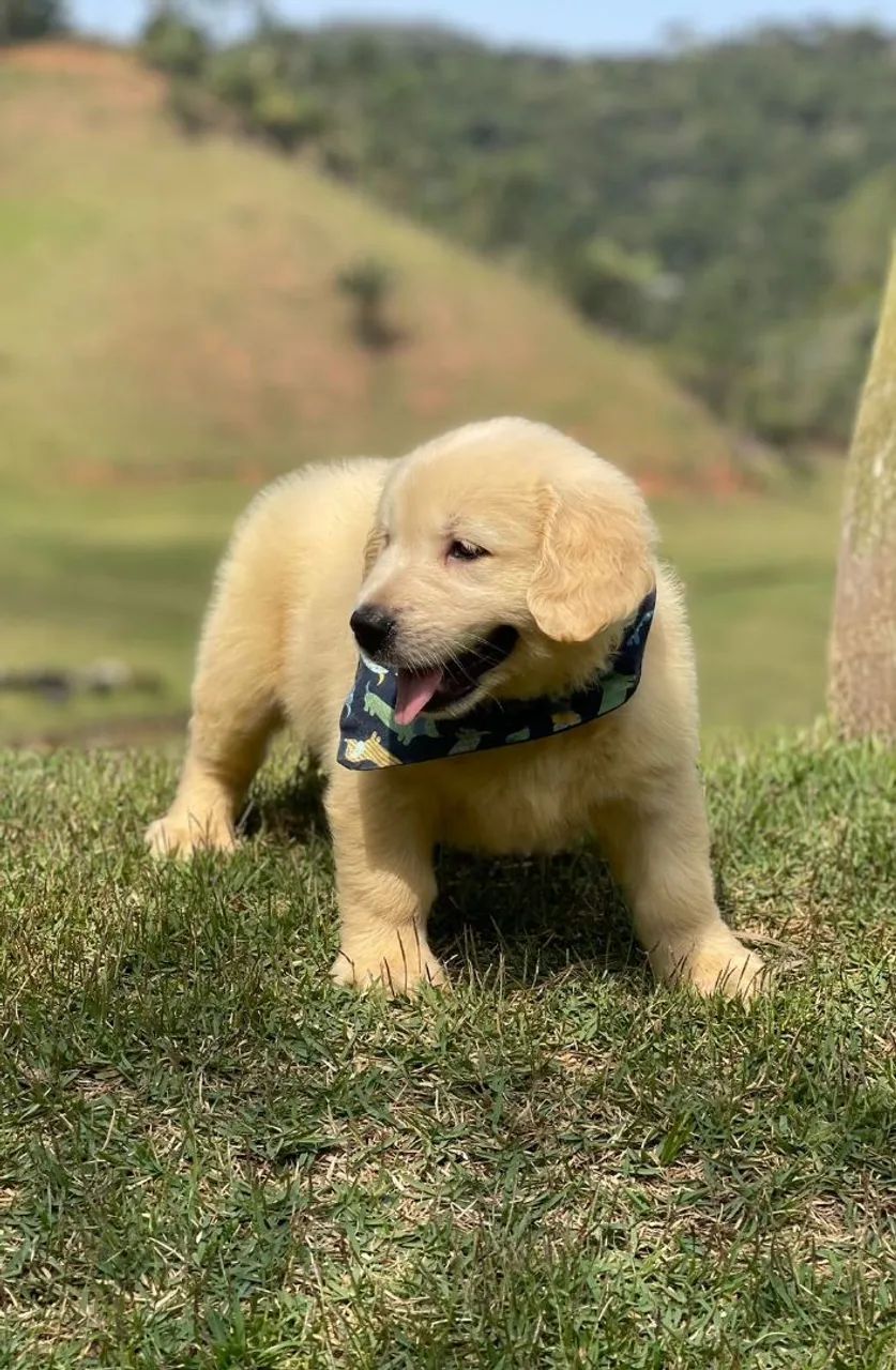 Golden Baiano  - Foto 3
