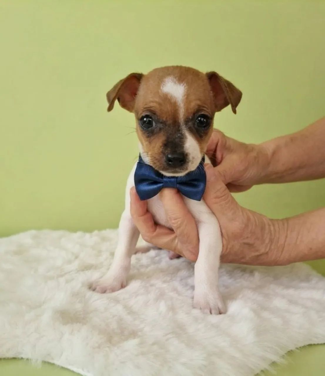 Pinscher Macho de Excelente Linhagem