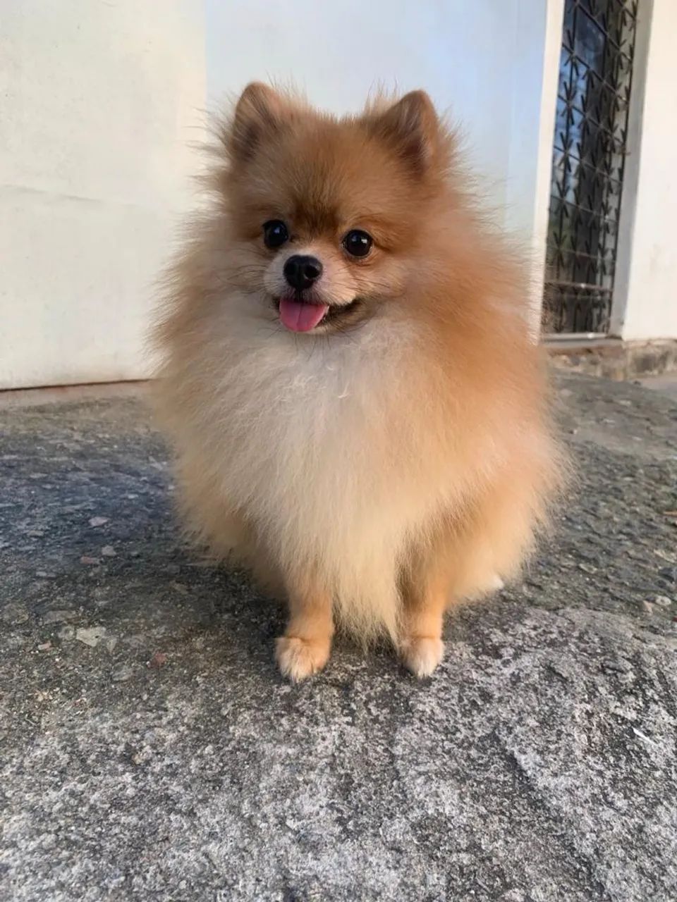 Vendo lulu da pomerania macho
