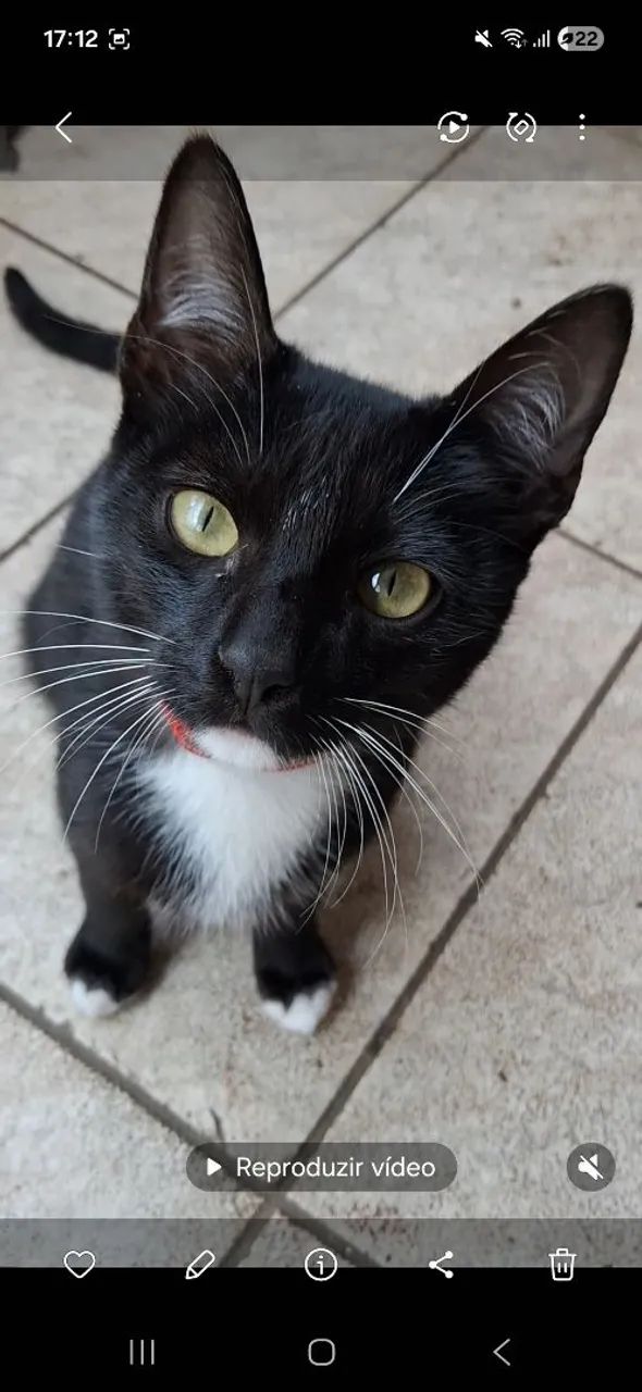 Gato doação 