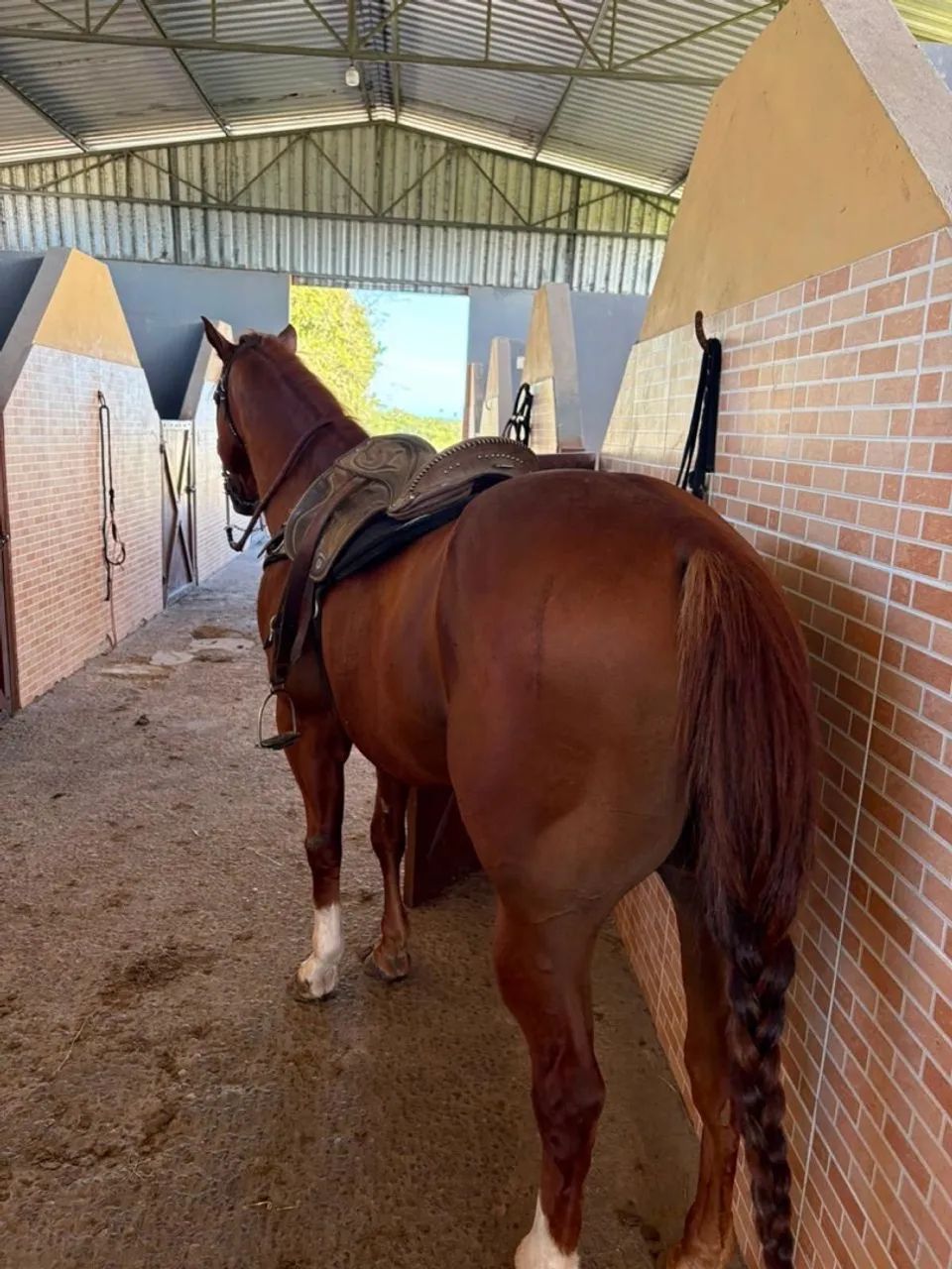 Cavalo de vaquejada  - Foto 2