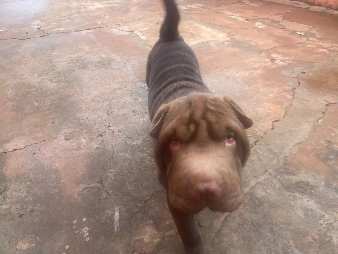 Shar pei - Foto 5