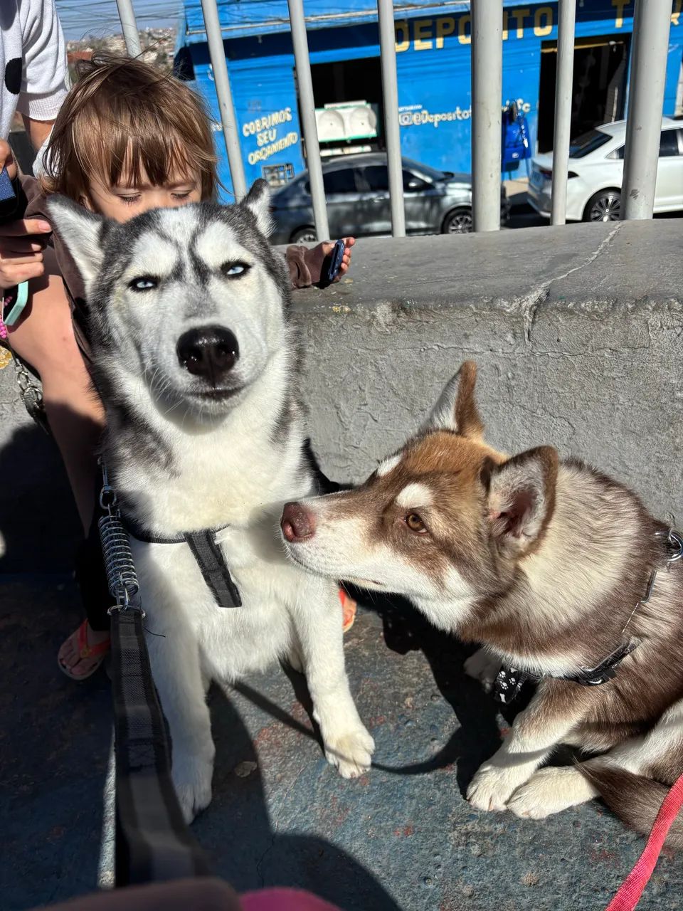 Husky siberiano 