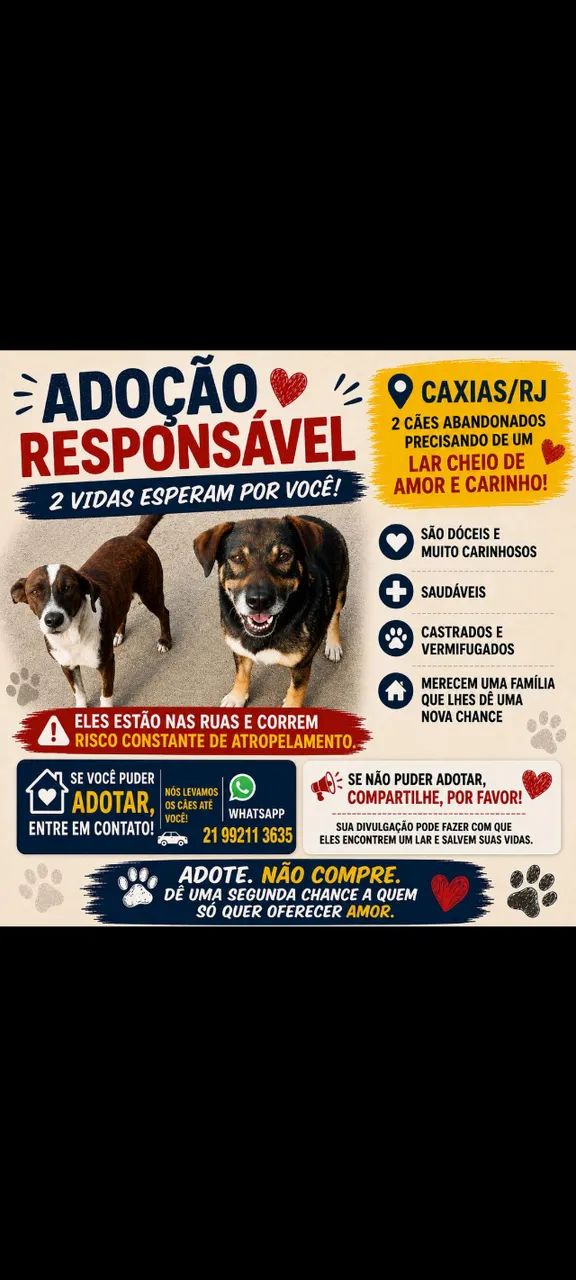 2 lindos machos castrados, abandonados ao relento com risco de atropelamento  - Foto 4