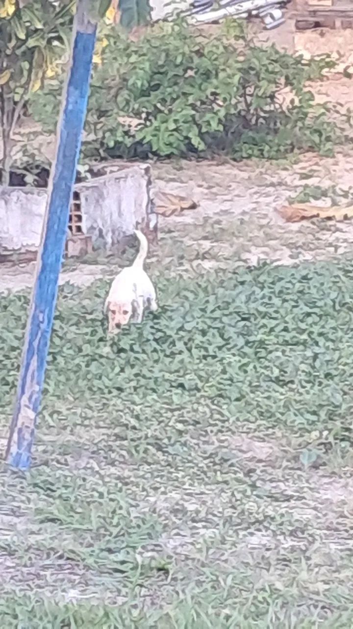 Labrador fêmea bege - Foto 2
