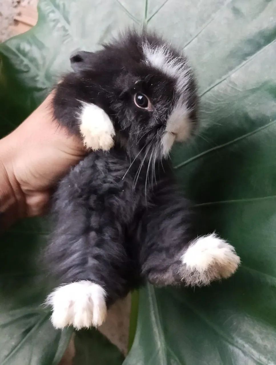 Coelho filhote mini angora - Foto 3