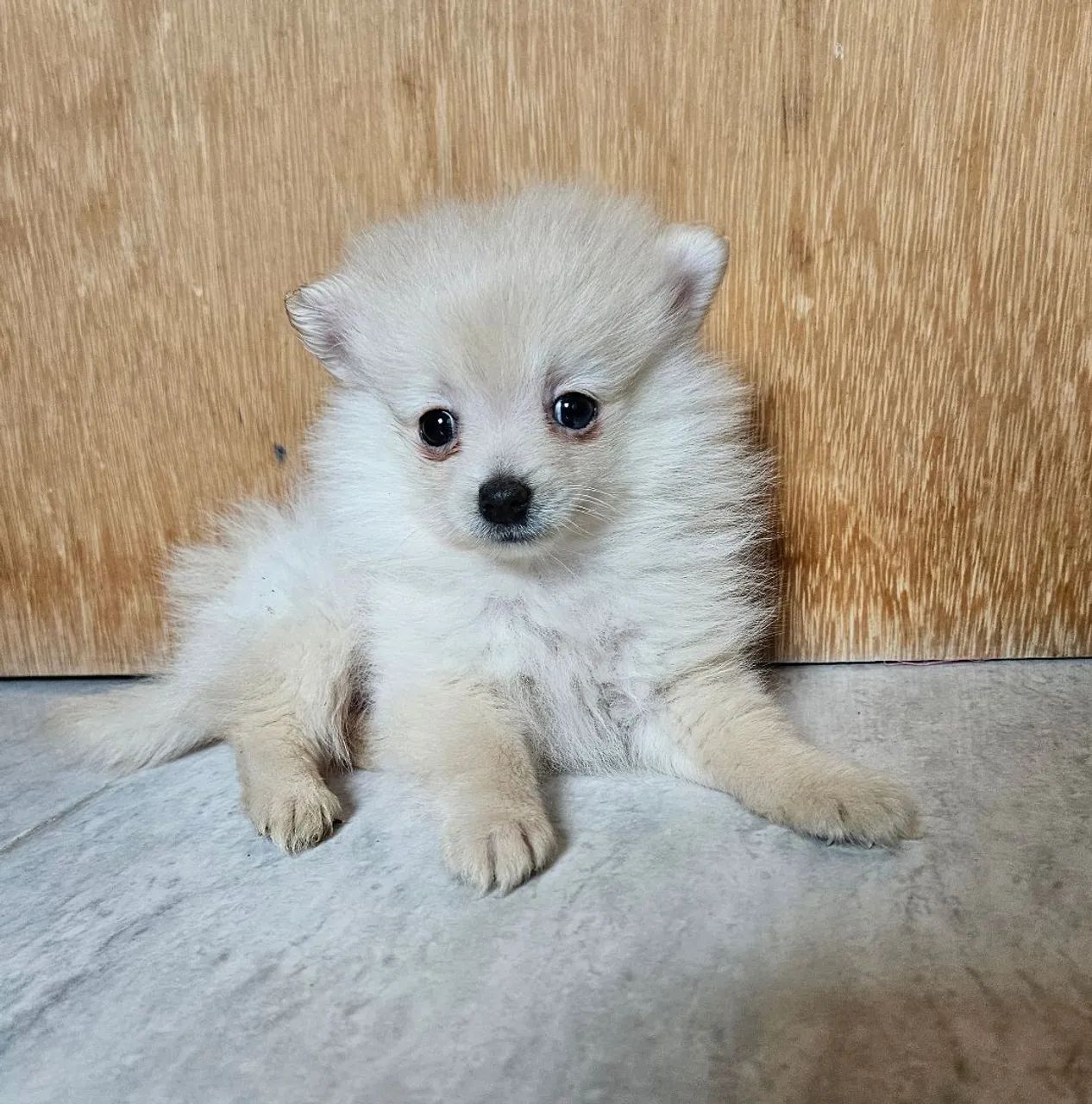 Spitz Alemão macho - Foto 3