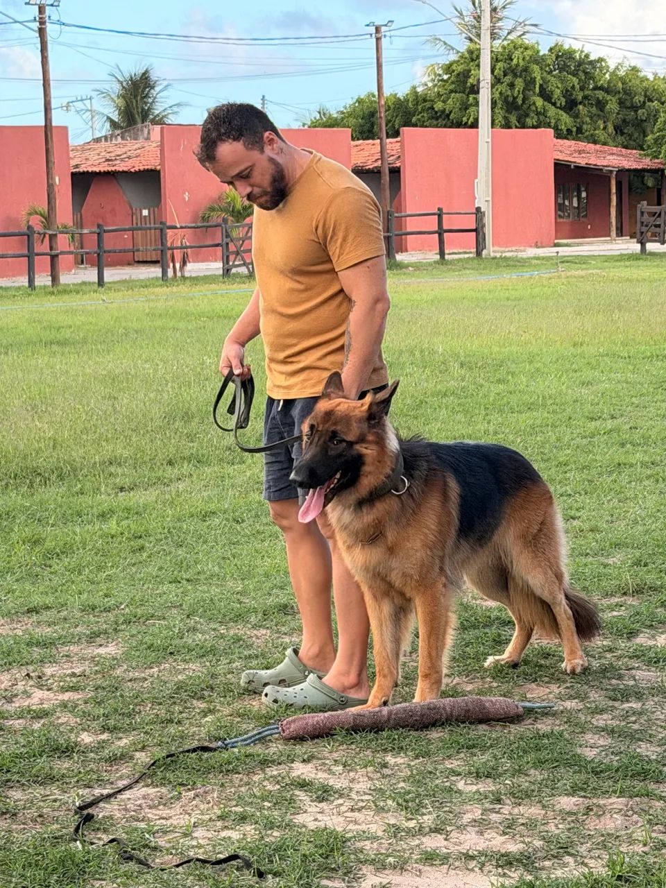 High-Quality German Shepherd Puppies65685577458177121