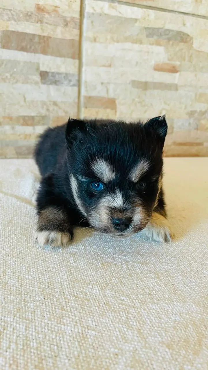 Animais  de estimaç ão  - Foto 2