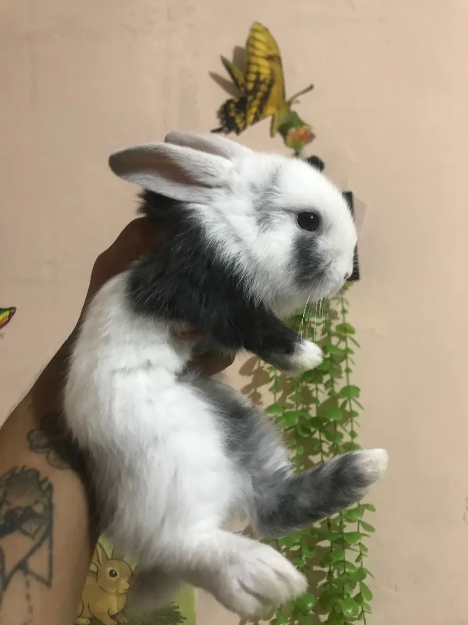 Coelho Mini lop uruguaio super dócil  - Foto 3