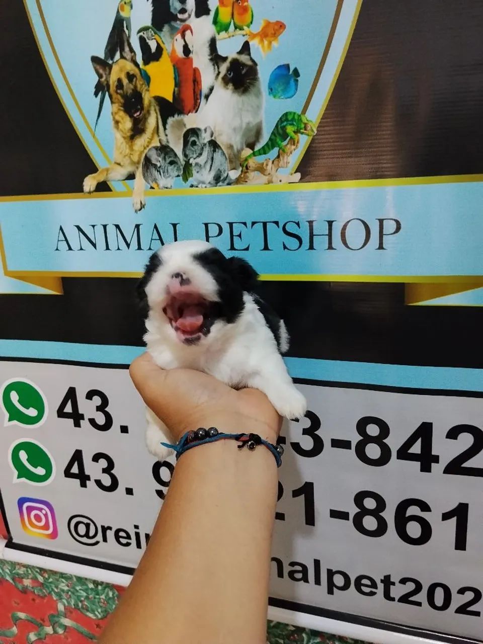 Machinho de shitzu micro