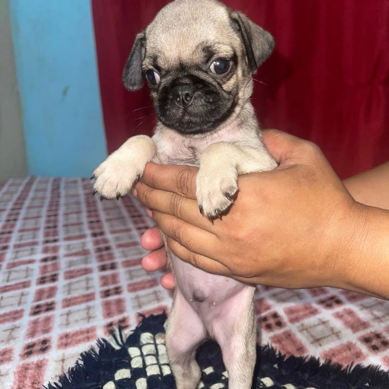 Pug filhote