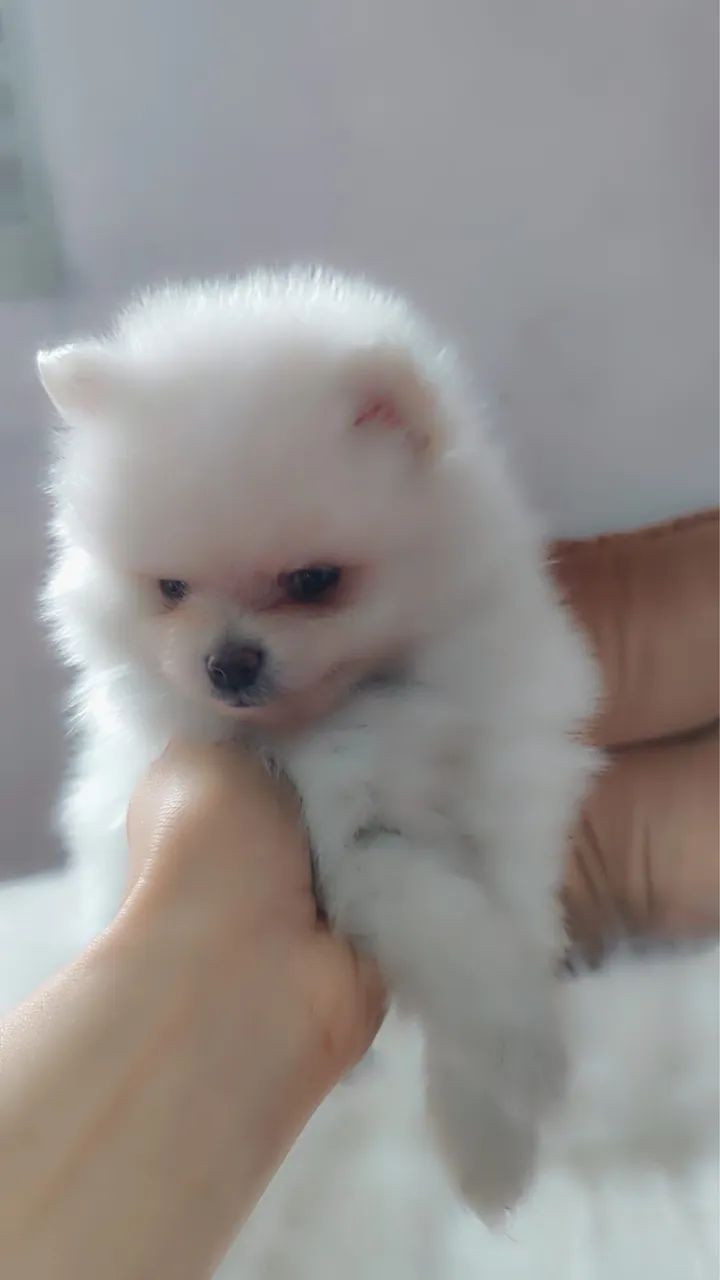 spitz alemão anao - Foto 3