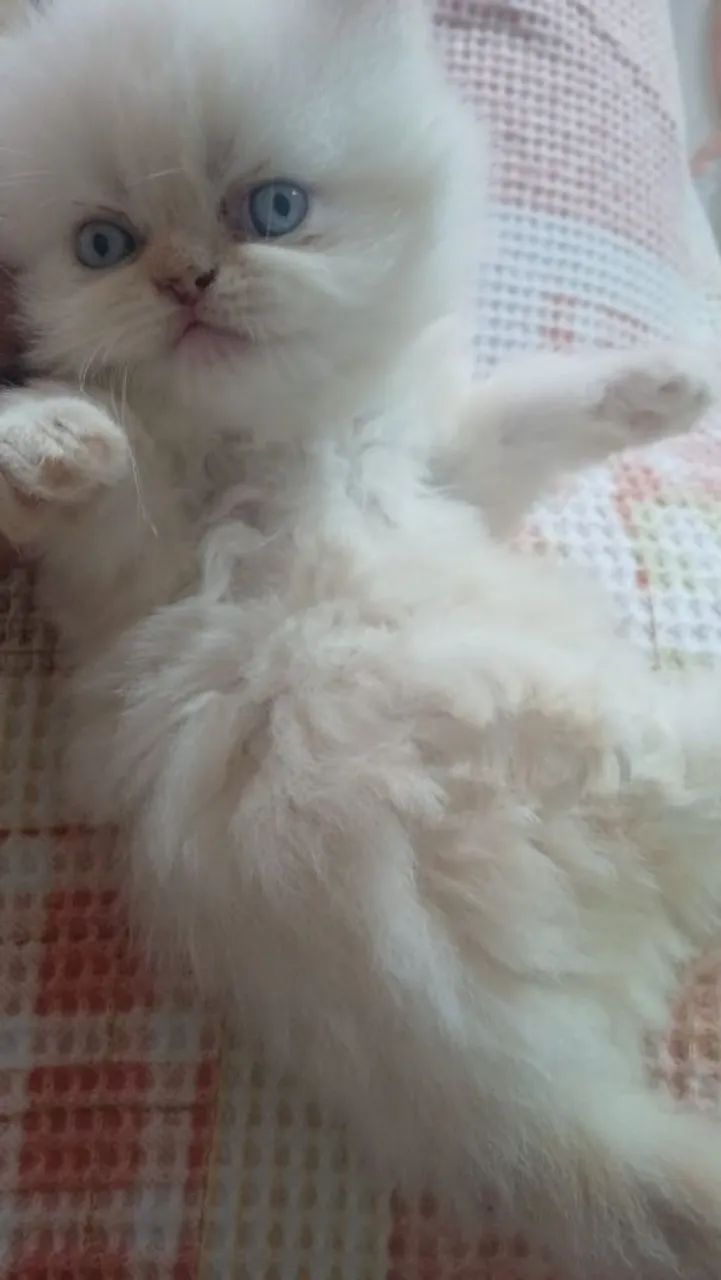 Gato persa - Foto 2