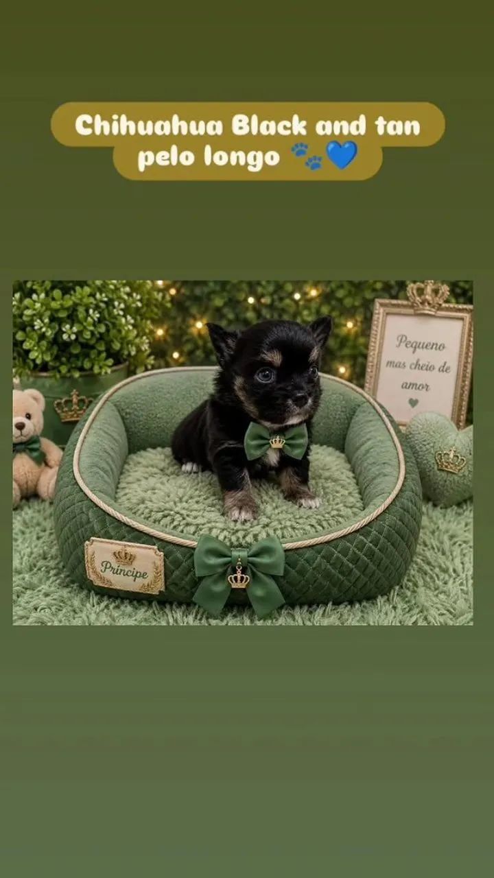 Chihuahuas macho e fêmea pelo longo / pais com pedigree/ contrato com garantia  - Foto 2