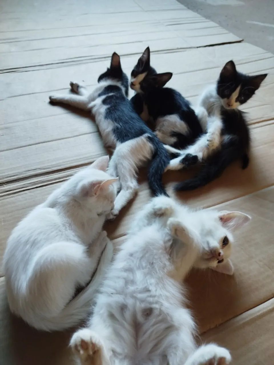 Gatos pra doação  - Foto 3