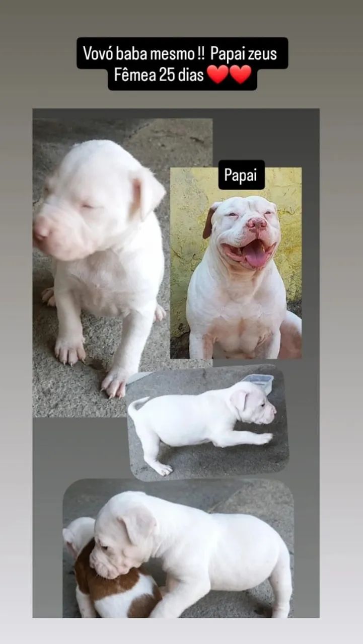 Pet 