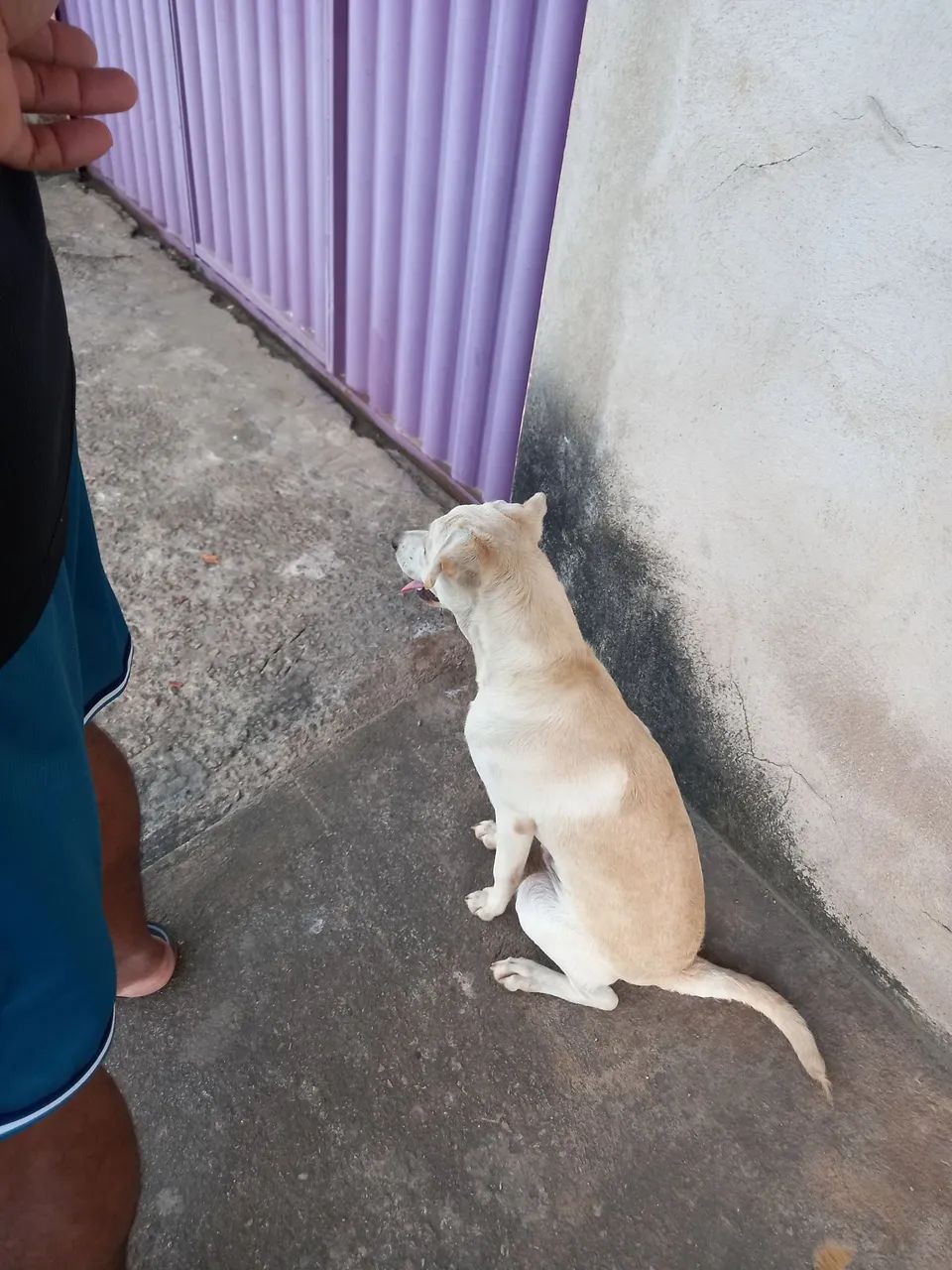 Cachorro achado - Foto 3