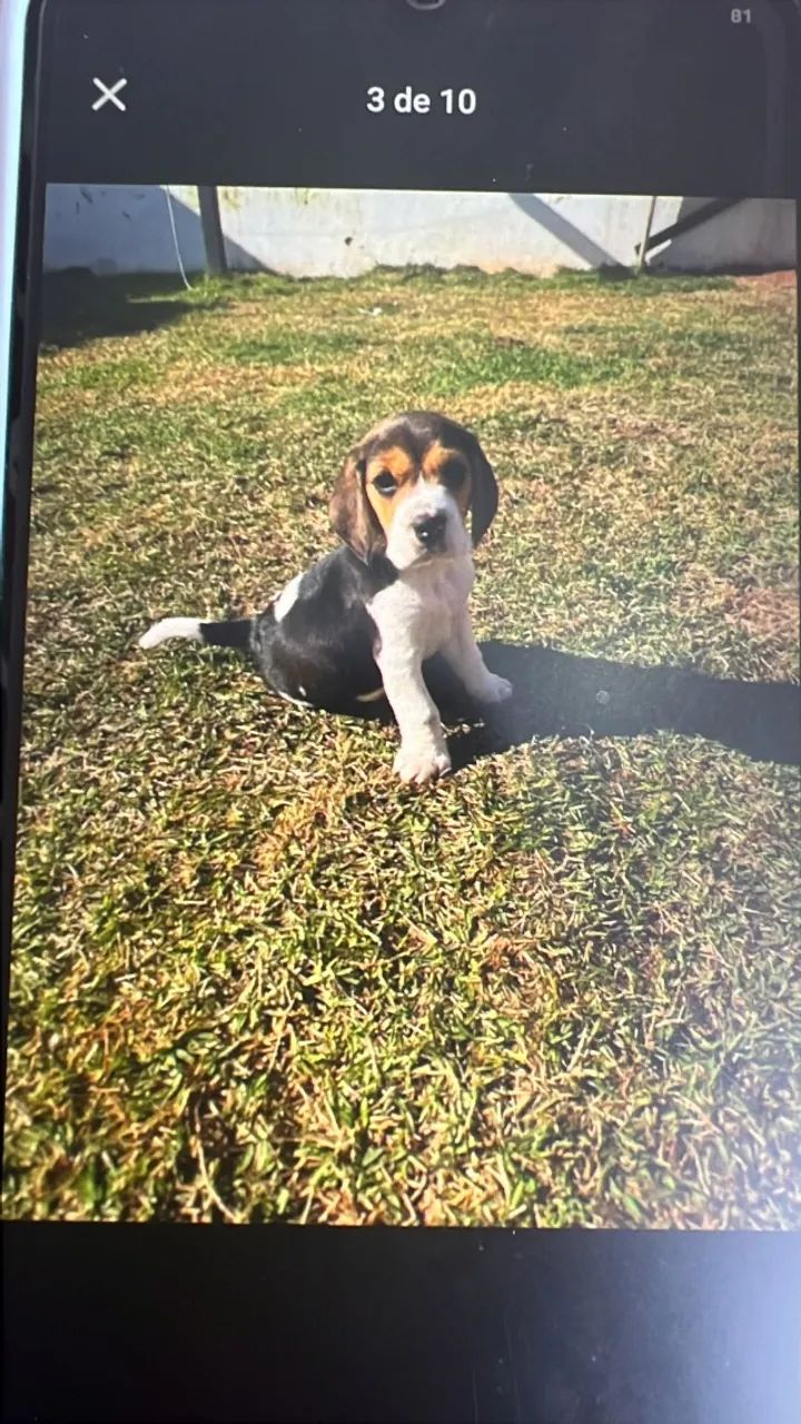 Cachorro beagle - Foto 5