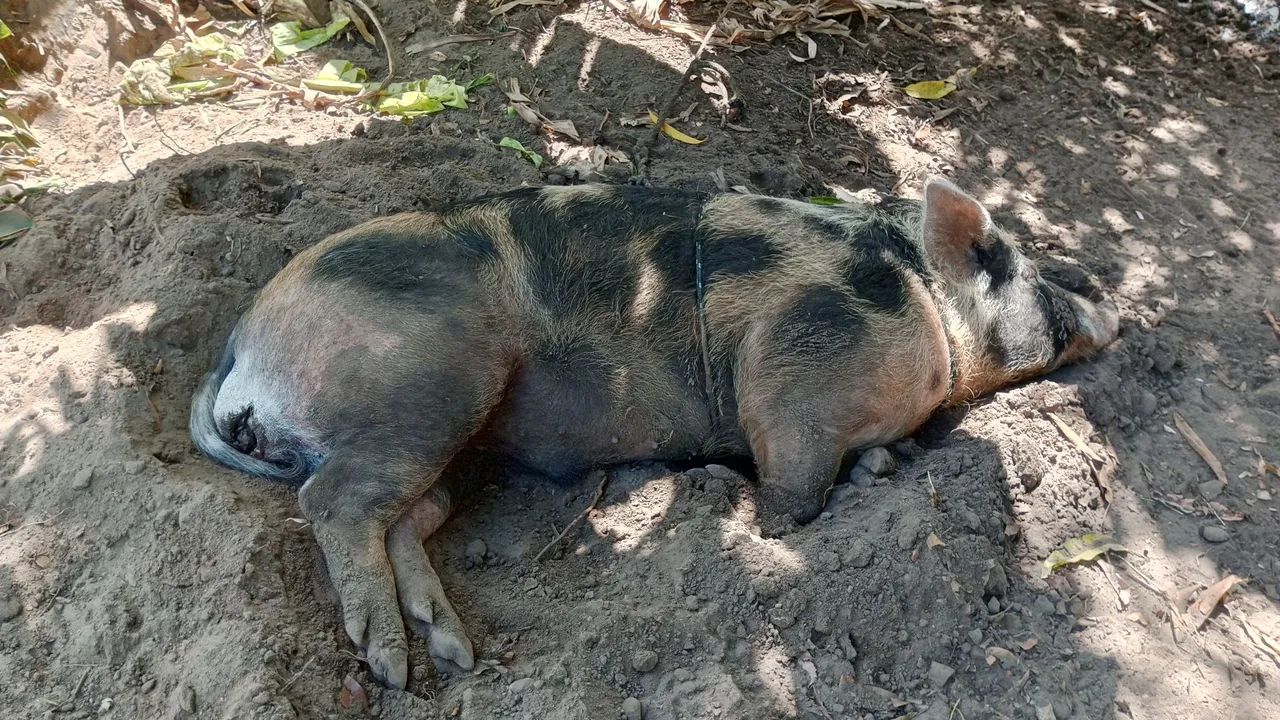 Porco - Foto 3