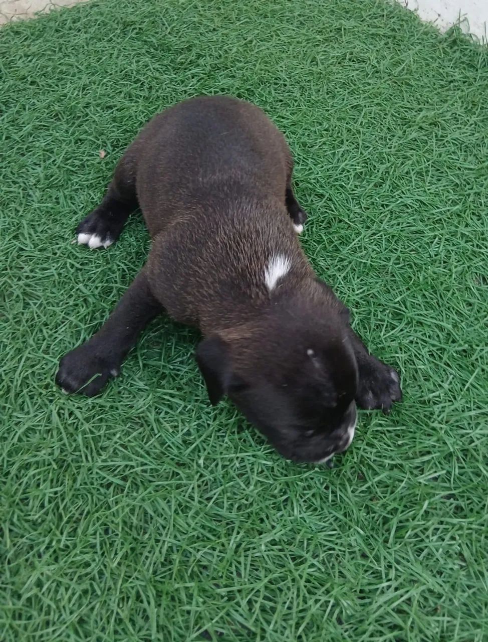 American Bully - Foto 2