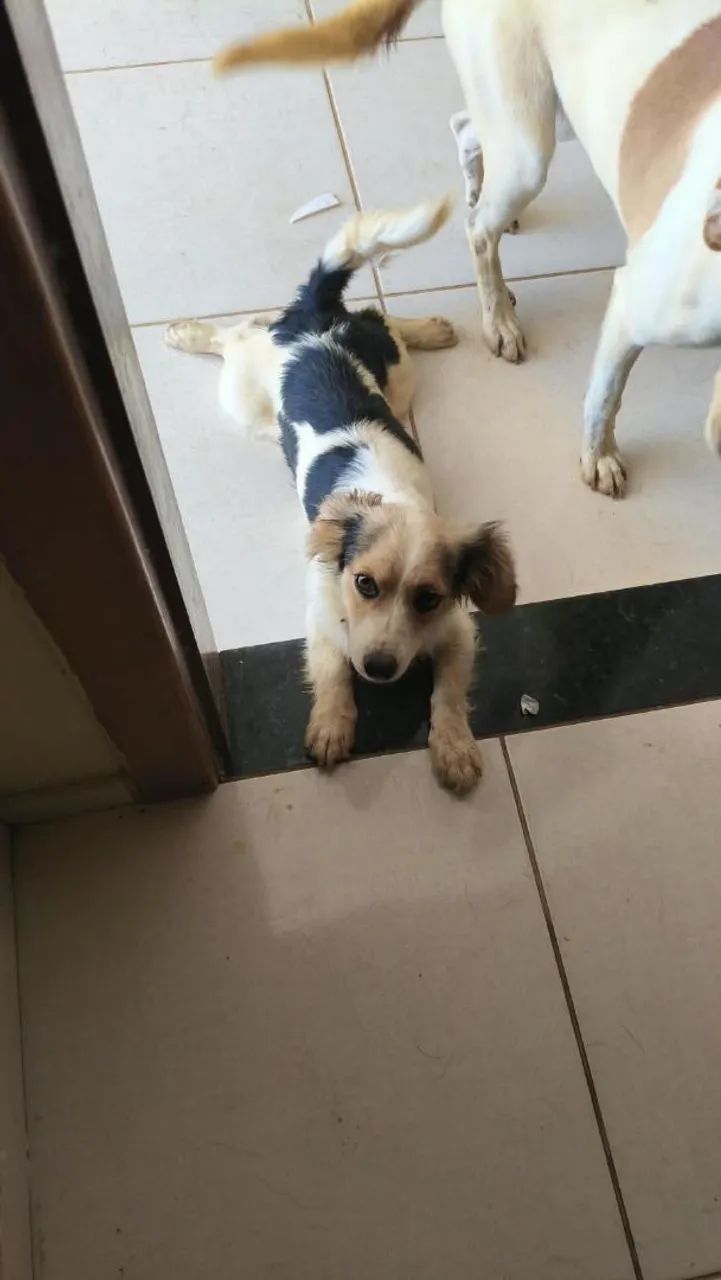 Doação  - Foto 2
