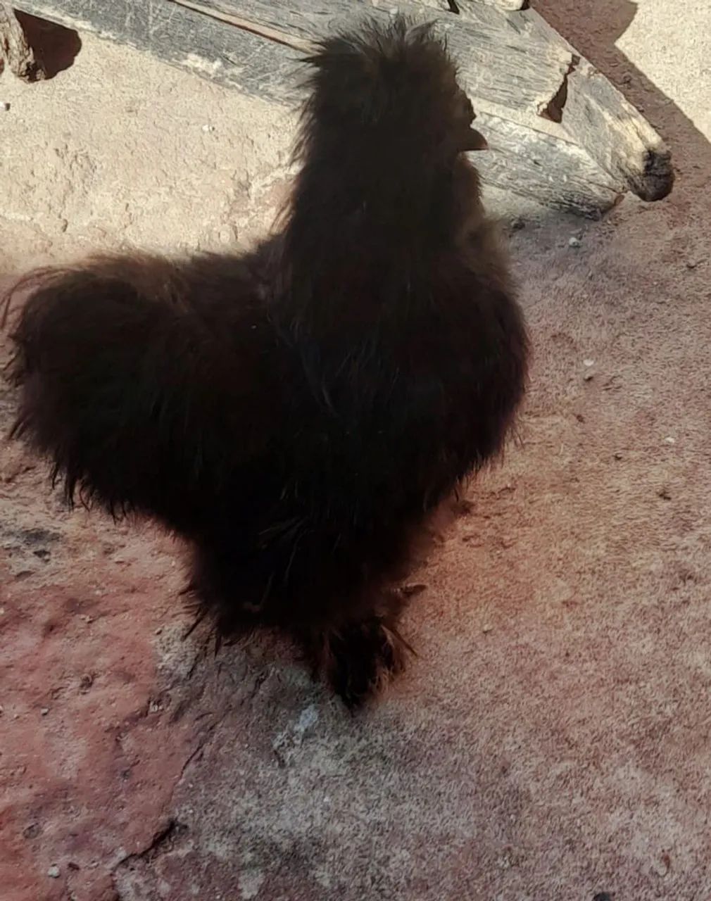 Vendo galo egalinha sedosa + duas mestiças - Foto 2