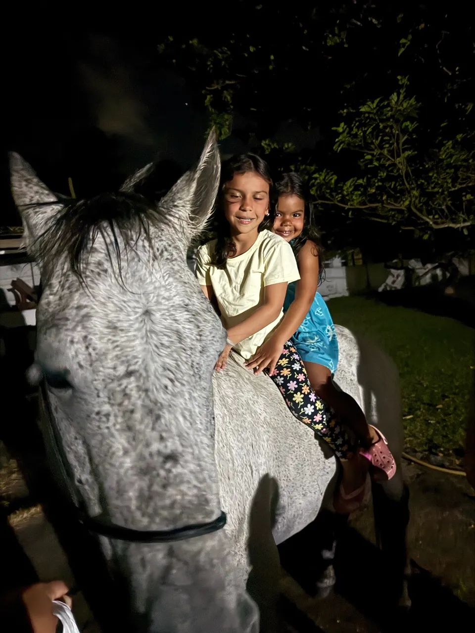 Cavalo garanhão inteiro - Foto 3