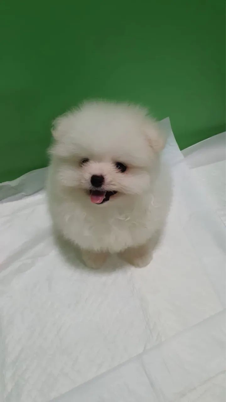Filhotes de Spitz Alemão  - Foto 3