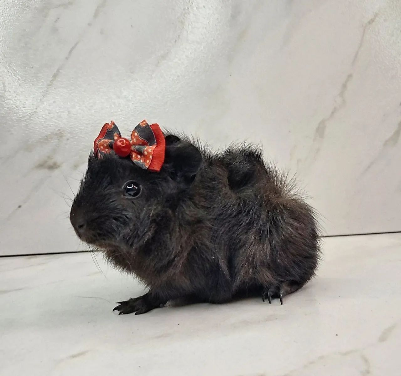 Porquinho da india