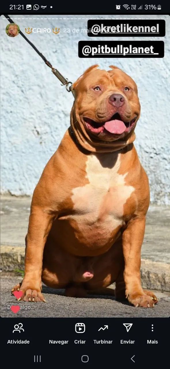 Pit monster macho  - Foto 2