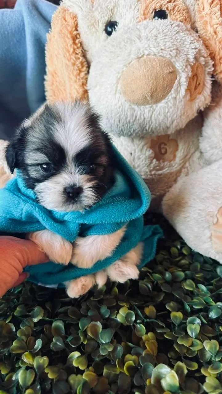 Filhotes de shihtzu micro - Foto 2