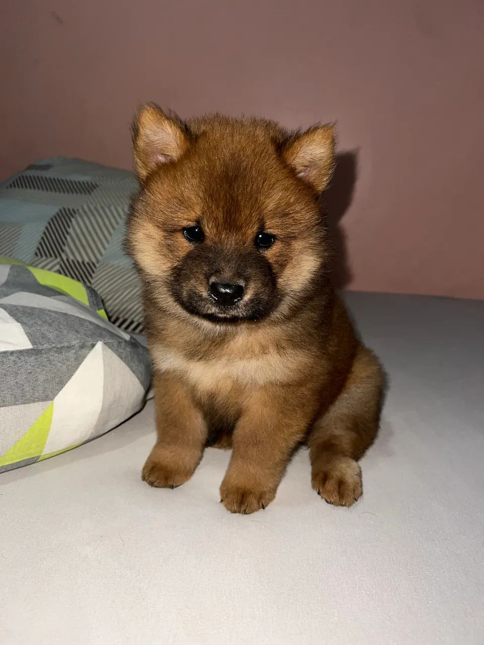Cachorro chow chow  - Foto 5