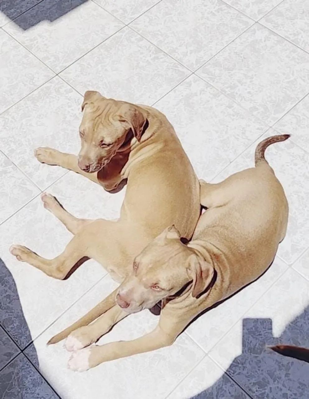 Cachorros ? pitbul - Foto 3