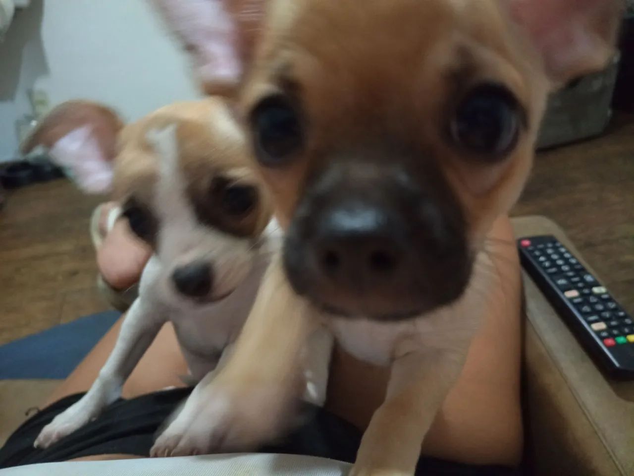 Bebê Chiuahua  - Foto 3